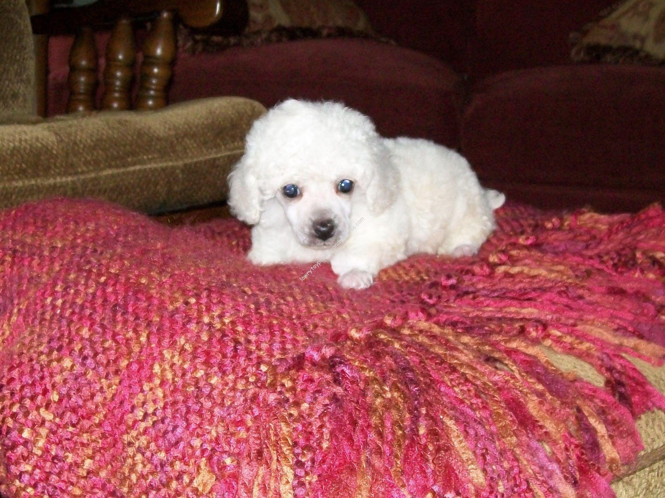 Champion AKC White Toy \u0026 Teacup Poodle 