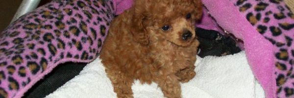 white toy poodle price in india
