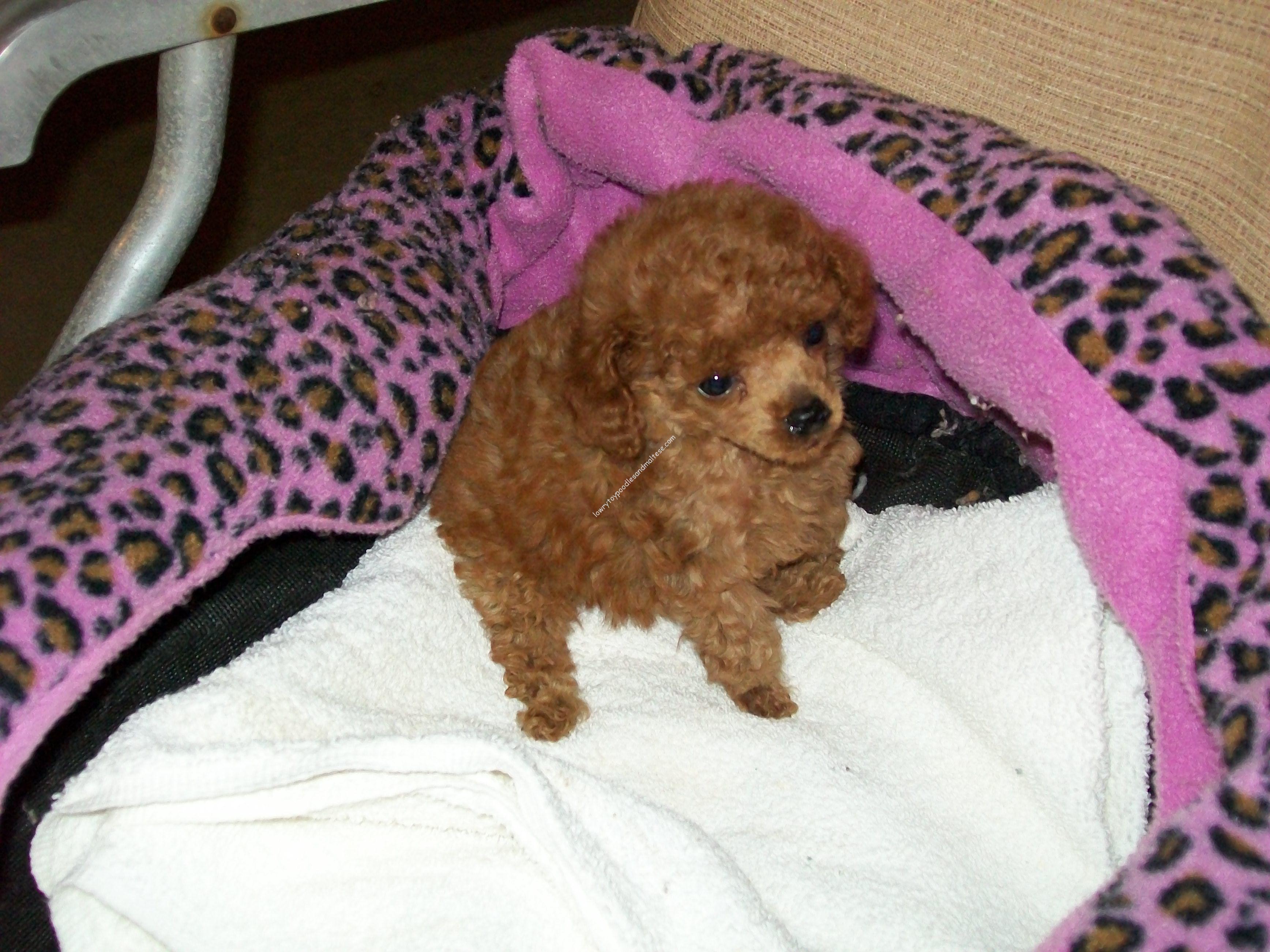 newborn toy poodle