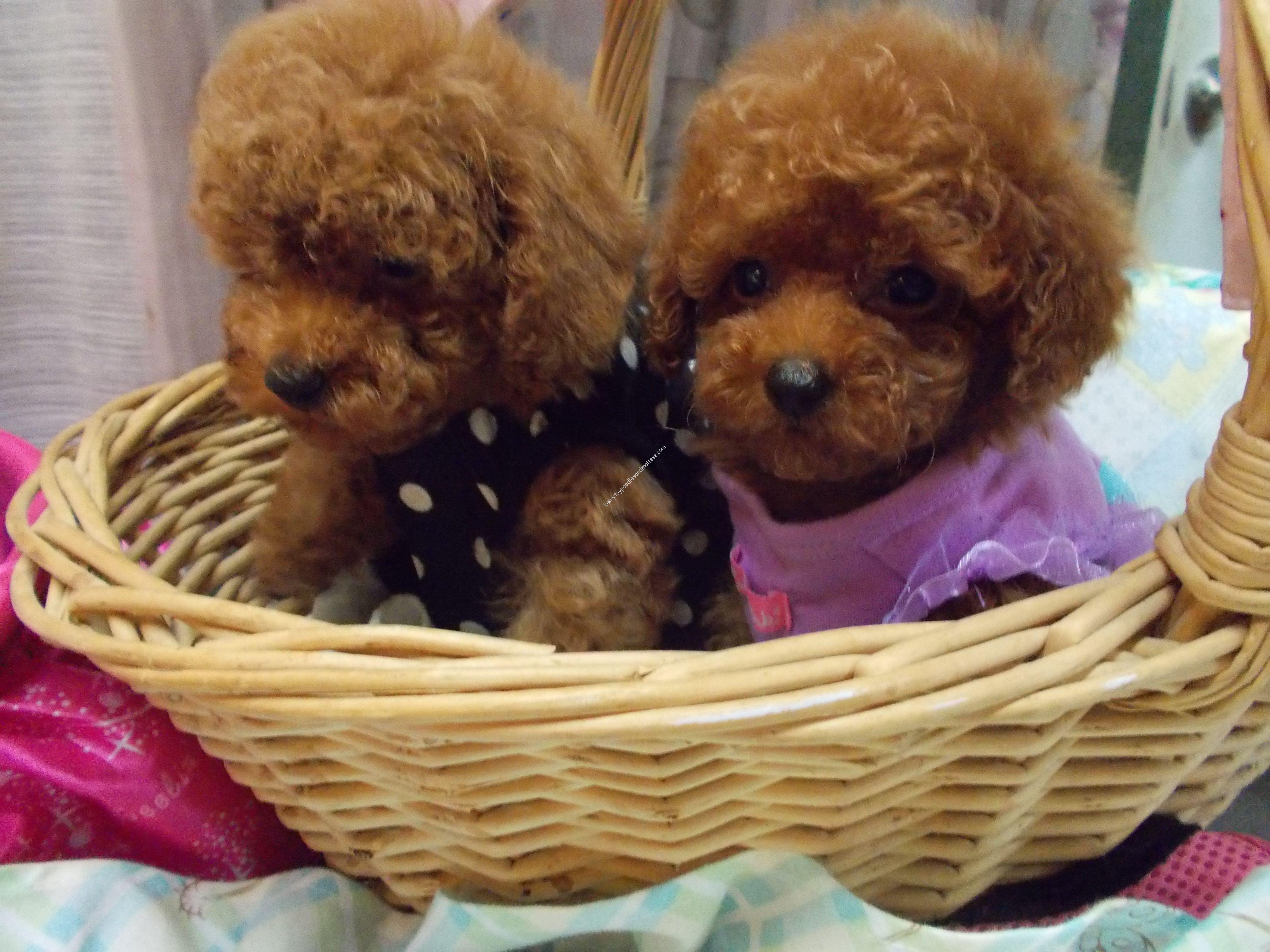 Teacup & Toy Poodle Breeders & Puppies For Sale in Alabama USA