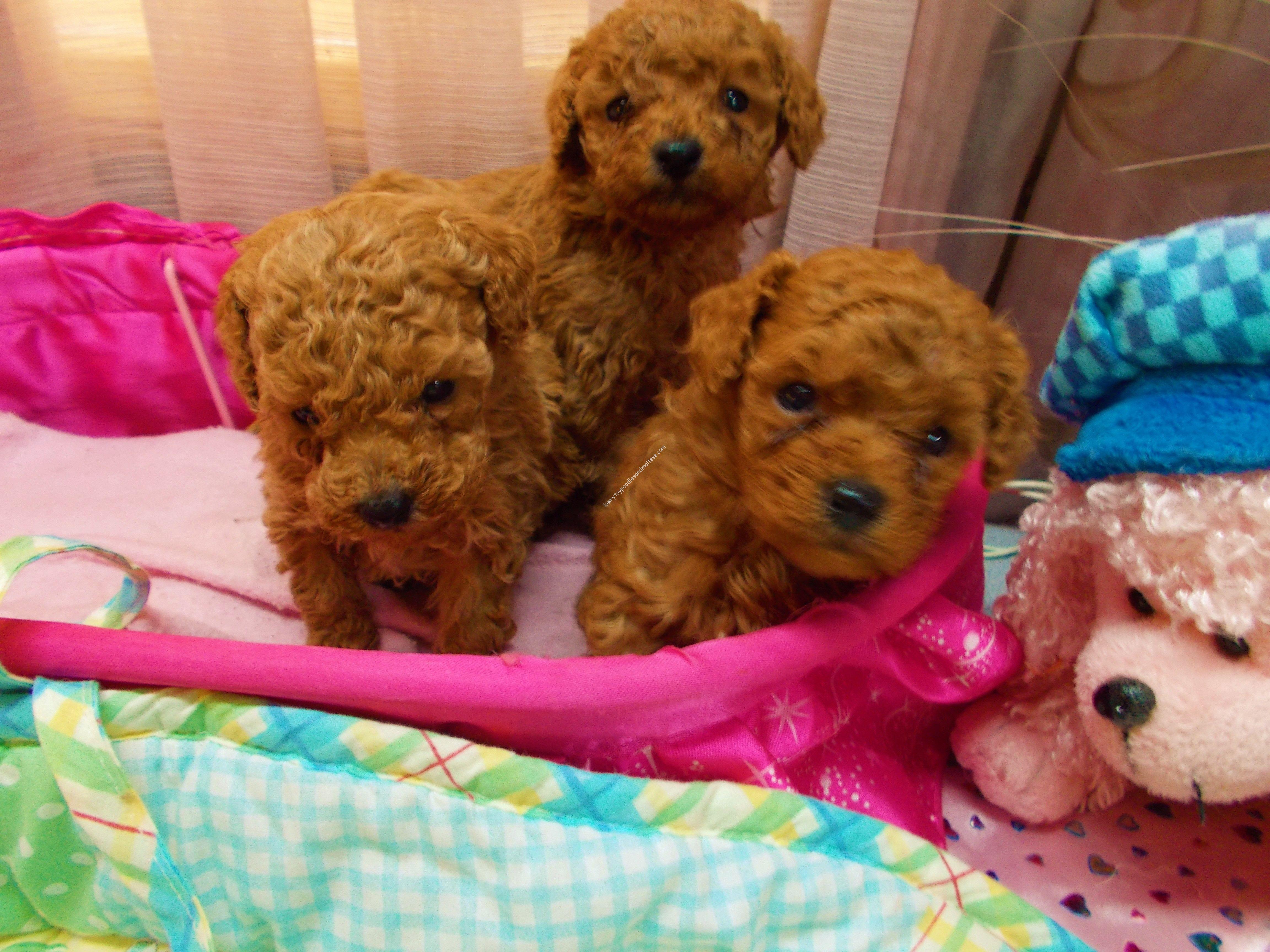 red toy poodle for sale near me