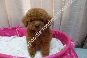 Red Toy and Teacup Poodle Puppies For Sale