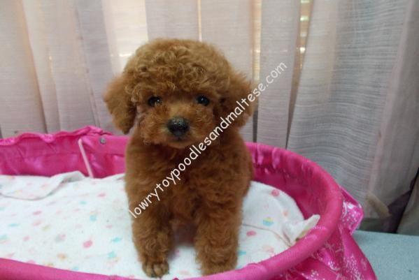 micro red poodle