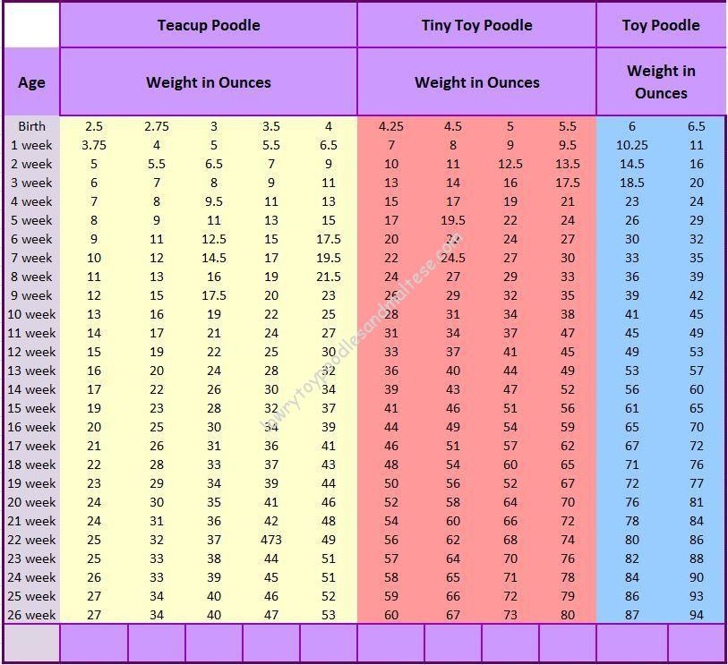 miniature poodle size chart