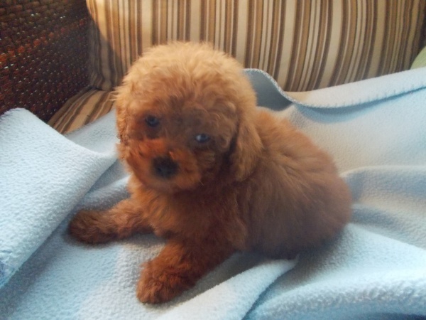 Red Toy Poodle