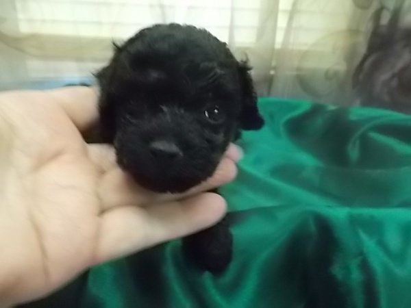 Jet Black Male Toy Poodle