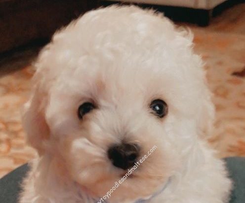 Ice White Male Toy Poodle Puppies For Sale! – SOLD