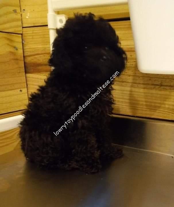 Black Female Toy Poodle Puppy – SOLD!