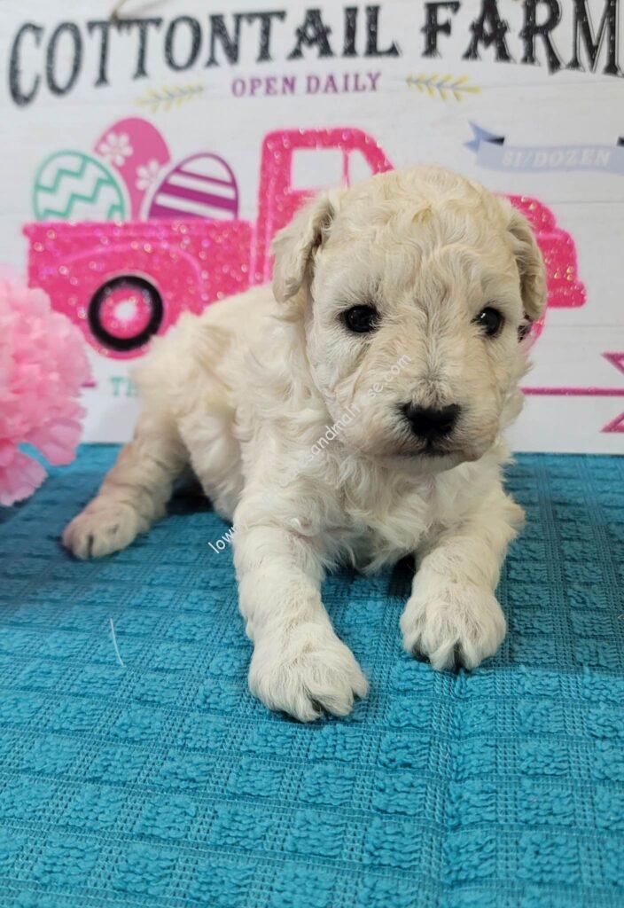 White Toy Poodle Puppies Are Available For Sale! Lowry Toy Poodles