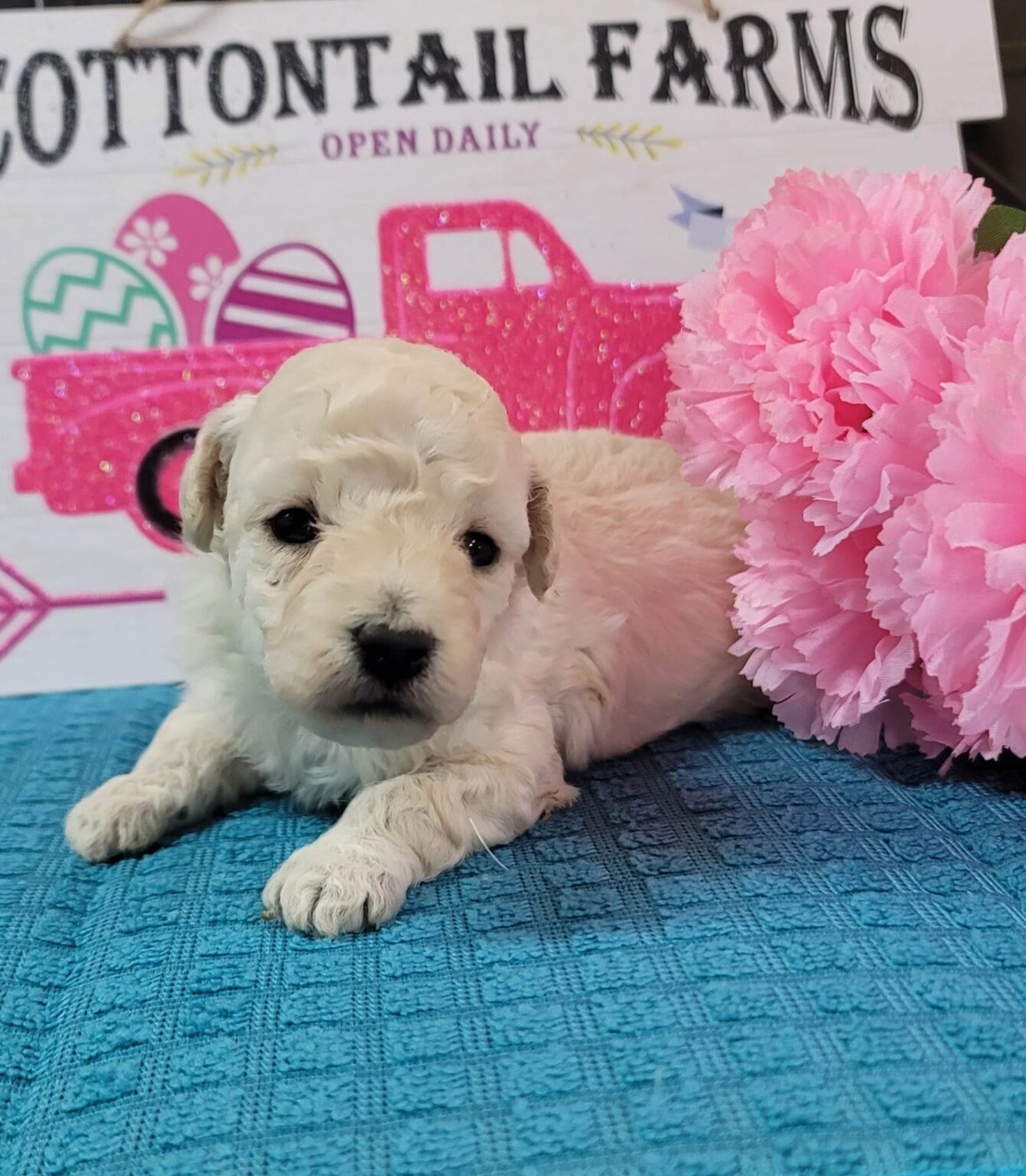 White Toy Poodle Puppies Are Available For Sale! Lowry Toy Poodles