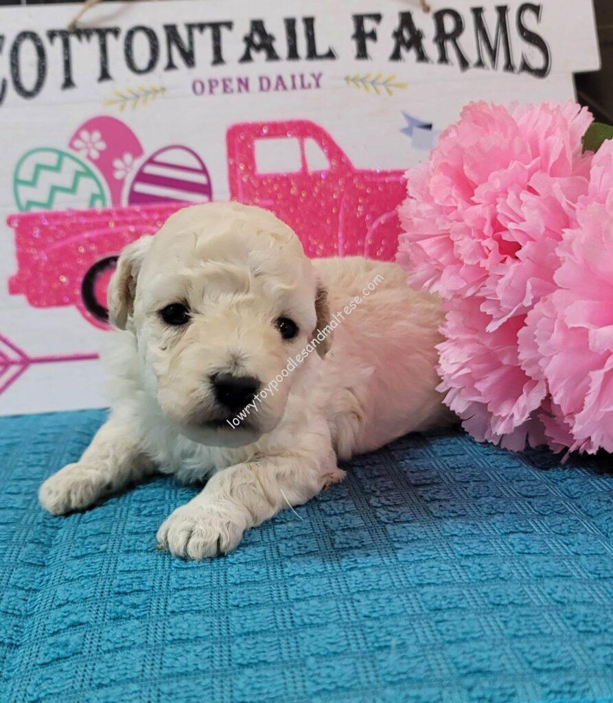 White Toy Poodle Puppies Are Available For Sale! Lowry Toy Poodles