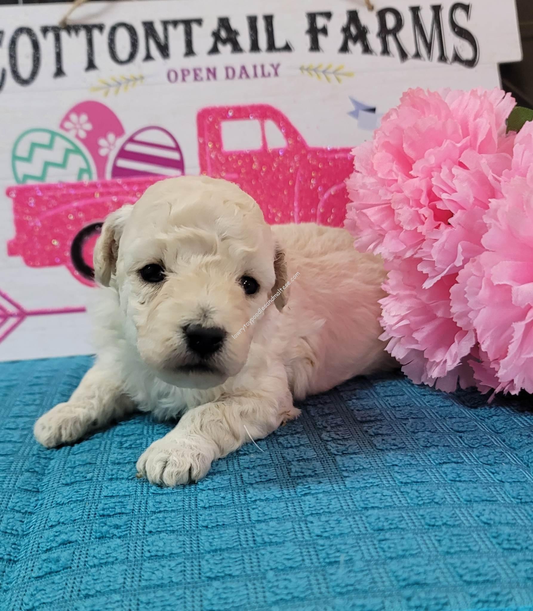 White Toy Poodle Puppies Are Available For Sale!