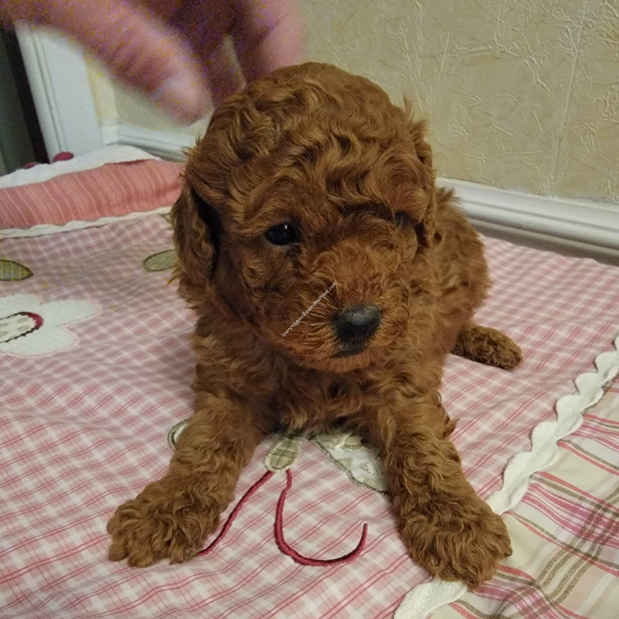 Male Toy Poodle Puppy – SOLD