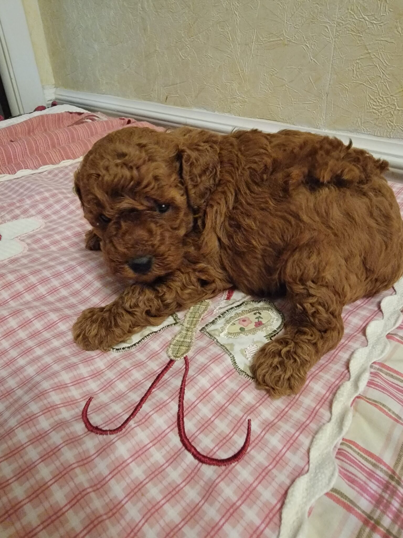 Male Toy Poodle Puppy SOLD Lowry Toy Poodles