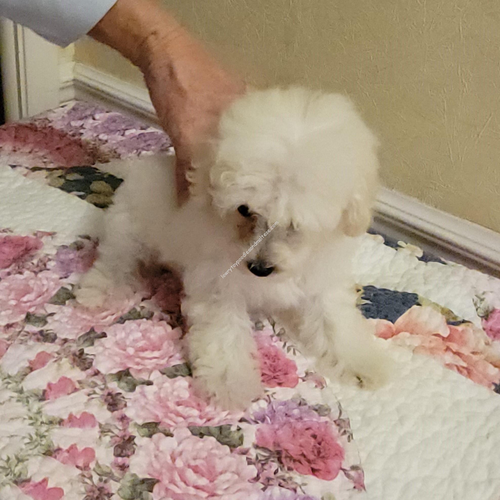9 Week Old Ice White Toy Poodle Puppy – SOLD
