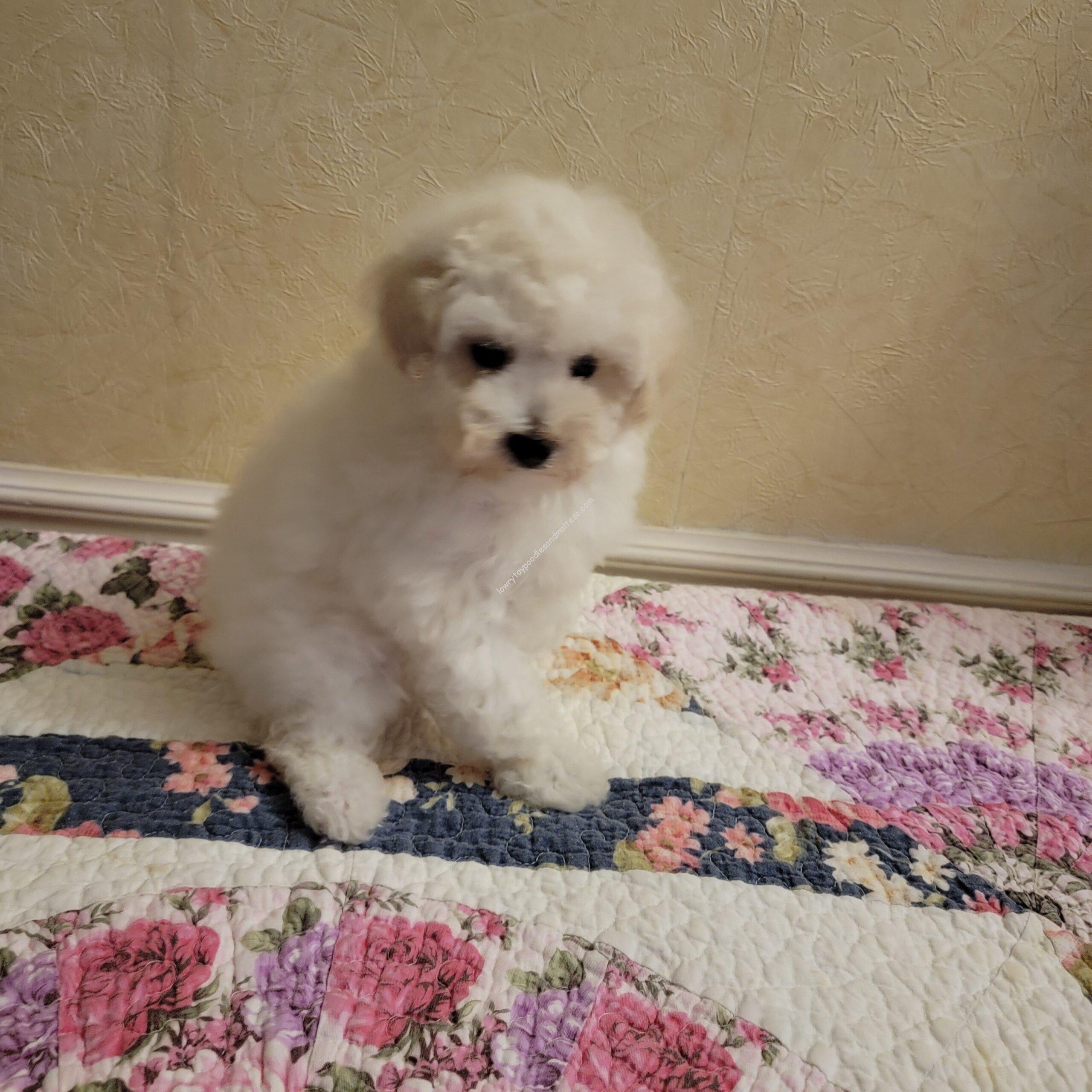 Ice White Toy Poodle Puppy For Sale & Ready For New Home! – SOLD!