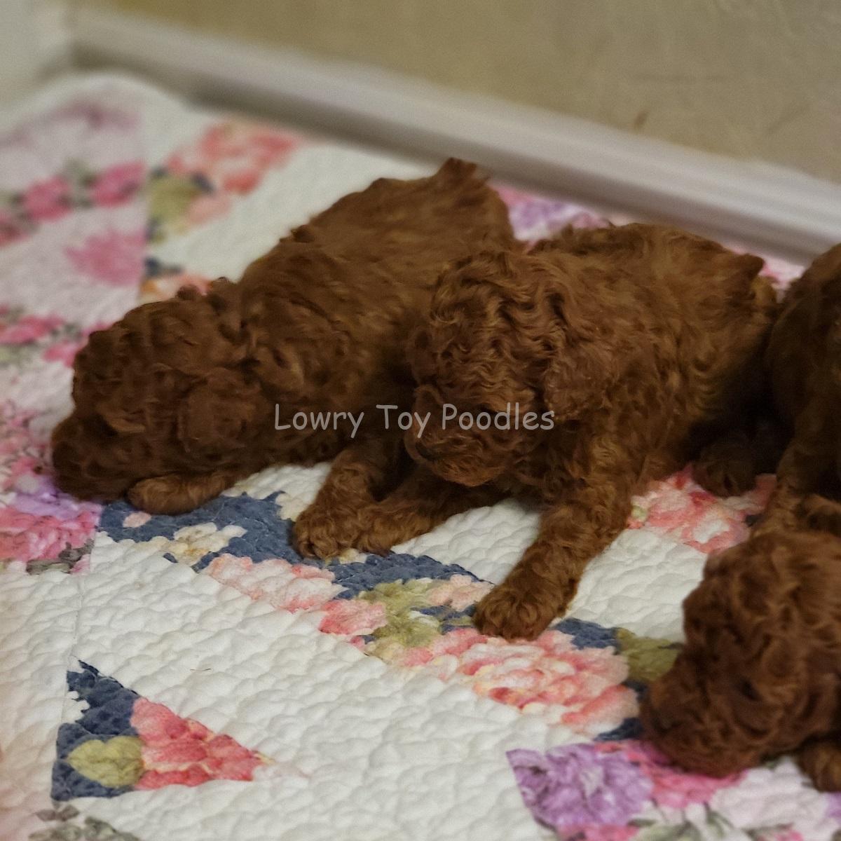 Red Toy Poodle Puppies SOLD!