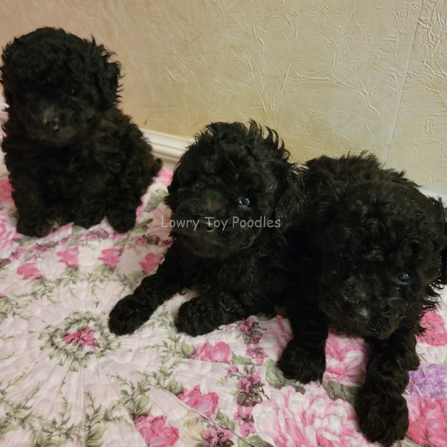 Jet Black Toy Poodle Puppies for Sale