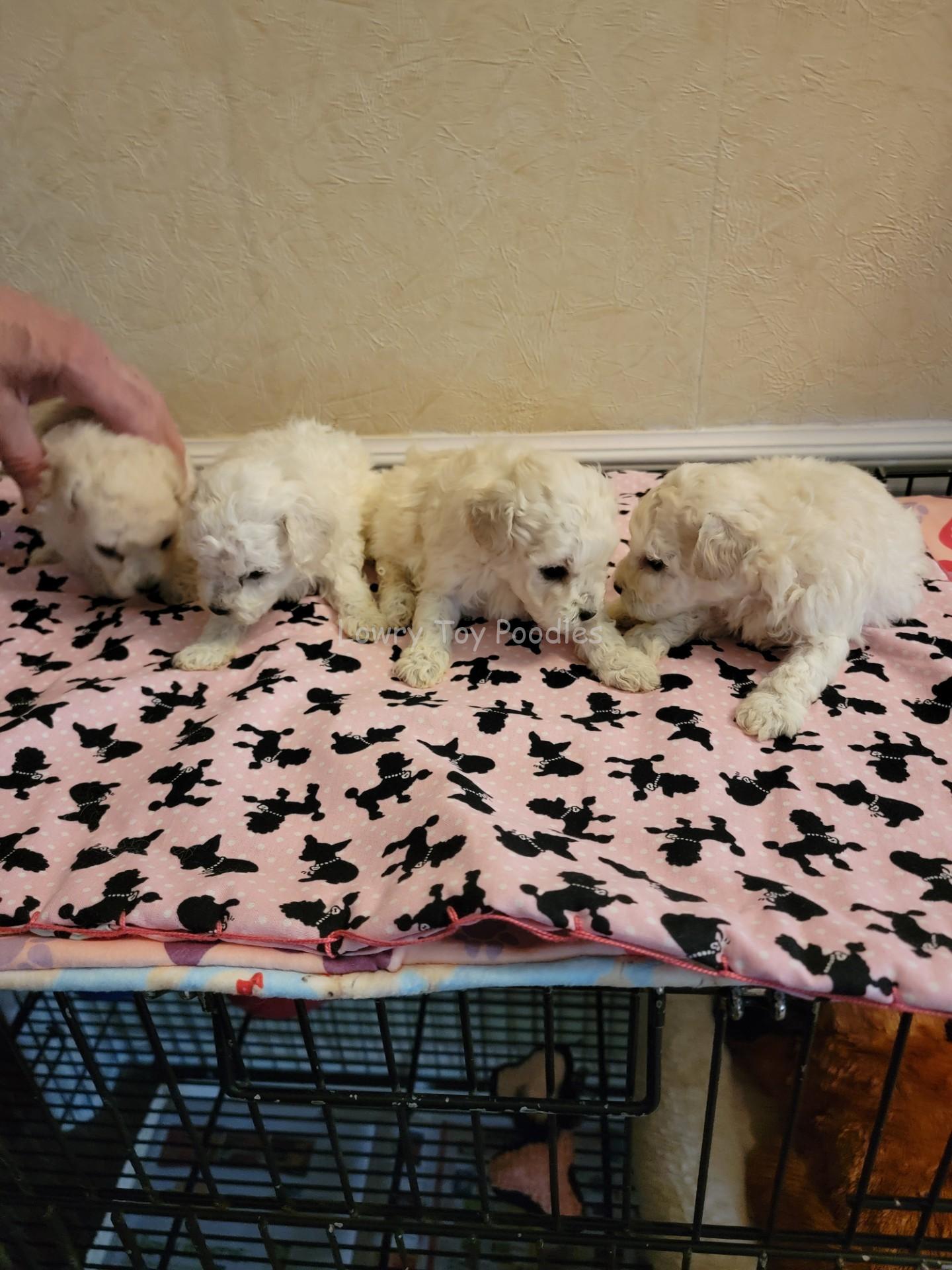 2 boys 2 girls for sale