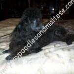 Lowrys Elk Creek Trevor Sired
By: Elk Creek Laurelbury's Tribute
& Casons Angie Girl