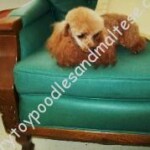 Lowry's Red Hot Pepper
Sired by: Lowry's Backdraft
& Lowry's Scarlet Ribbons red toy poodle laying on a green couch