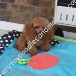 Wildwoods Indian Outlaw Sired By:
Angelbabies Miss Sherrie Delight