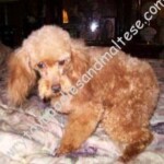 Wildwood Angel Babies Bad
Wildwoods Lucky Red Bounce &
Huckleberry's Betty Boo Boop