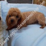 Color bred Tiny Toy Female,