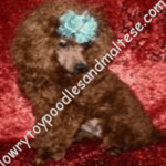 Jewels' Kayleigh Rihanna La Rouge Sired
By:
Huckleberry Benjamin Franklin
&Wildwood's Sassy Sahara