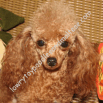 Red Toy Poodle Breeders in Alabama