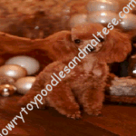 Lowrys TSF Sebastian Spark of
Red Ruby