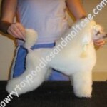 Slimline's XXS Edition By
Cherwood (Rowdy) White Toy Ice White Toy Poodle Breeders