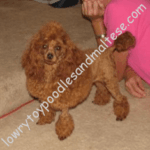 Alabama Red Toy Poodles