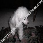 Lowrys High Cotton Sired By:
CH. Hellsablazen Turn Back Time &
Hellsablazen I'm A Laminkin