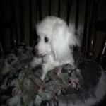 T cup Ice white female