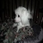 T cup Ice white female