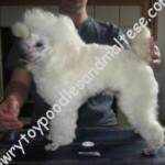 Wildwoods Just For Thrills (Frosty) Sired Mon Cheri'dLareaux Angelique White Toy and Teacup Poodles