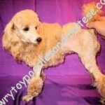 Mon Cheri D Larisa Chanique
Ch. sired by: CH. Lolin
Shameless Knight & Summers
Sassy Bonnie