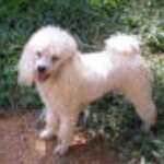I-cee Classy Super Trooper Sired
by: Wendor-I-CeeDouble-Trouble &
I-Cee's Tia Maria white toy poodle enjoying the sun outdoors